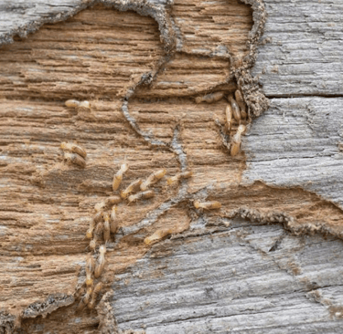 Traitement termites , insectes xylophages