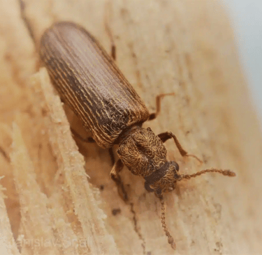 Le Lyctus brun!! enemi des charpentes