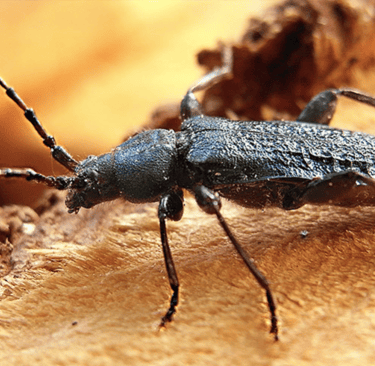 Capricorne des bois