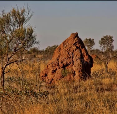 Termitière onstruite par les termites pour abriter leur colonie