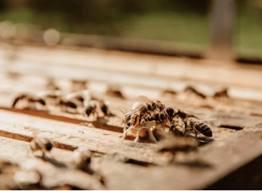 Termites au travail