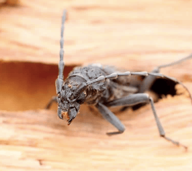 Insecte Xylophage une menace pour nos charpentes