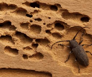 Insecte xylophage capricorne sur une poutre