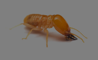 termite
