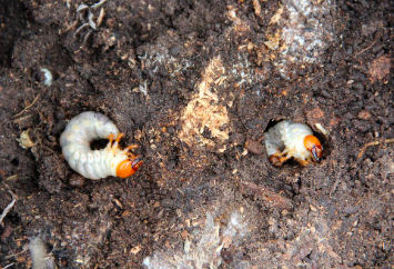 Termites aux travails