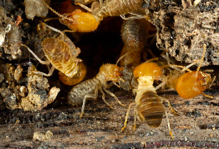 Termites