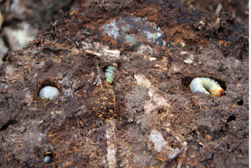 Termites creusant des galeries