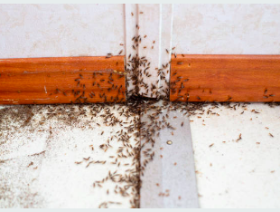 Invasion de termites