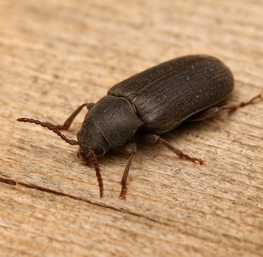 Un coléoptère xylophage adulte