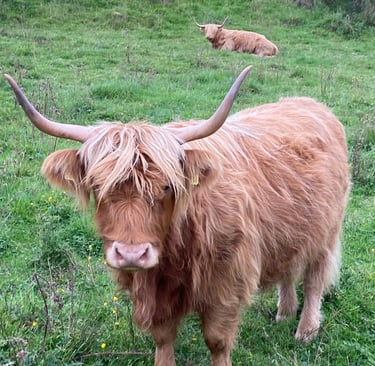 Highland Cow beside Balgavies Loch and Nature Reserve