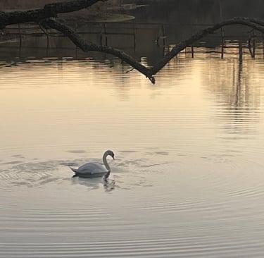 Swan on Balgavies Loch at Sunset