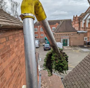moss pulled from gutter