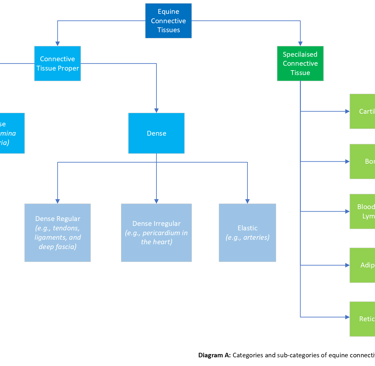 Flowchart of the different types of connective tissues in horses