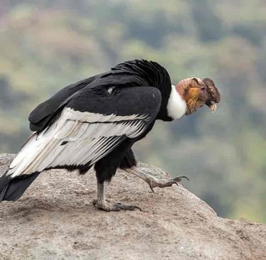 El cóndor de los Andes está clasificado como especie  en peligro de extinción.
