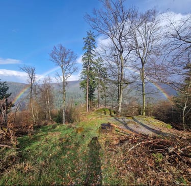 Forêt de Lutzelbourg avec arc-en-ciel