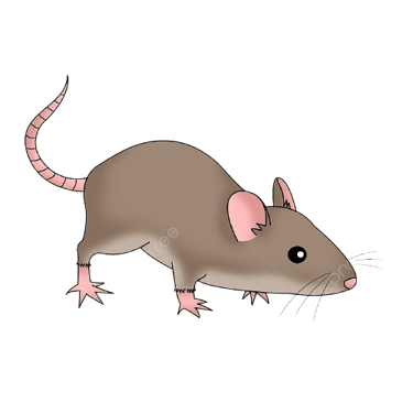 rato
