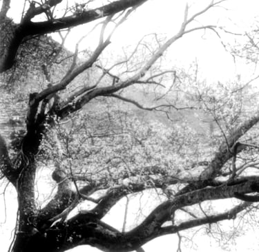 Pipal tree, terrazza di Shri Babaji, Hairakhan