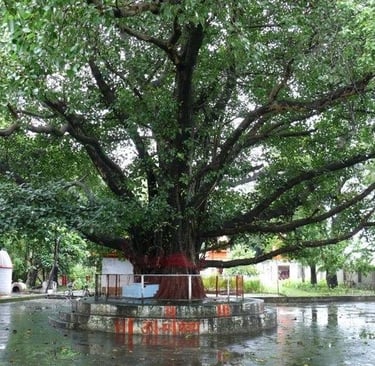 Albero di banyan a Kathgharìa Dham