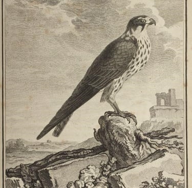 Faucon - Hobreau