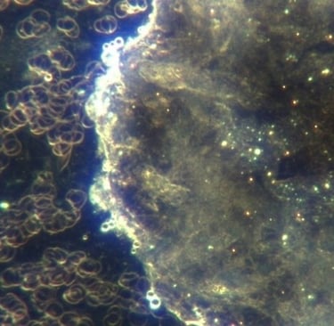 Image: Large hydrogel construction with small spheres around the rim. Many light-emitting microbots 