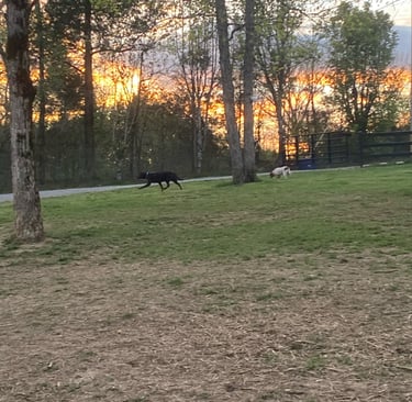 Luxery Boarding near Lebanon tn, and Mount Juliet TN