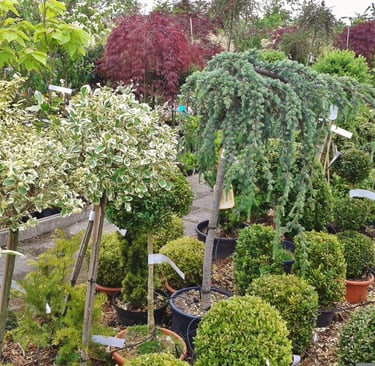 Horticulture & Pépinière 
