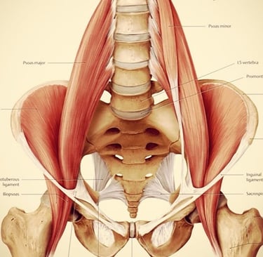 anatomy of the human bodys trauma muscle ilias psoas fight or flight muscle muscle of the soul