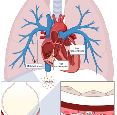 Uptake and Degradation of serotonin by th lung