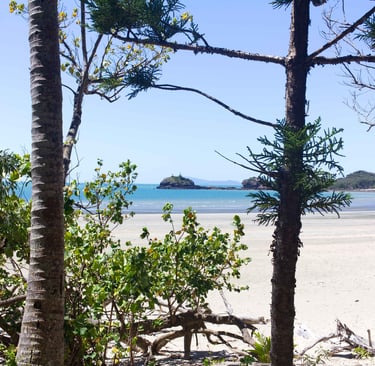 Tropical white sand beach view framed by pine and palm trees overlooking calm blue ocean water.