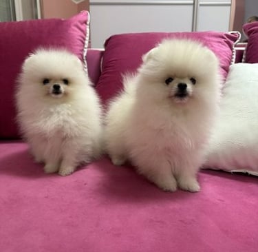 Pomeranian Puppy