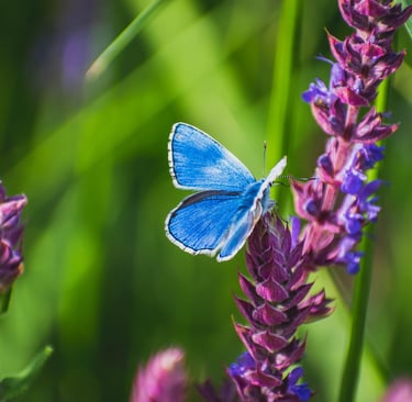 Image of blue morpho butterfly on a lavender flower stem, surrounded by a green plant leaves. 