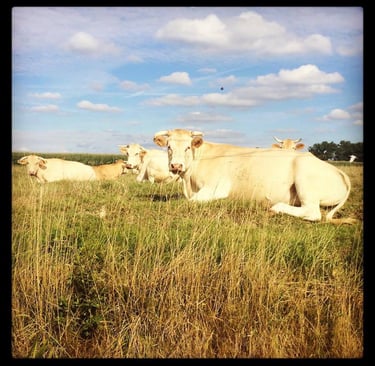 Cows in a field.