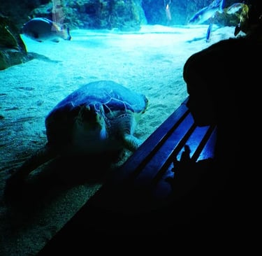 A turtle in an aquarium.