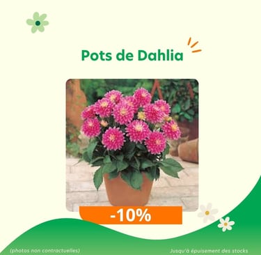 Promotions : pots de Dhalia en réduction à -10%