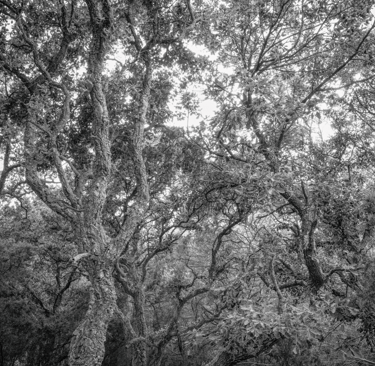 Photo noir et blanc, forêt, Pierre Thoretton