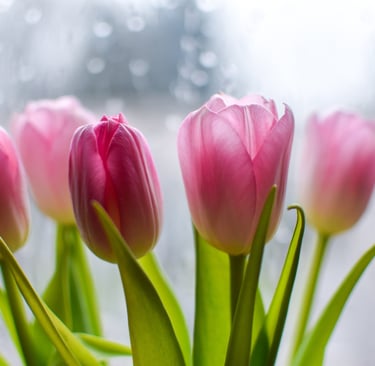 Pink tulips representing God’s grace and gentle transformation