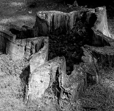 Charcoal Tree, an installation and event at Kampa Sculpture Par, Prague. 2016