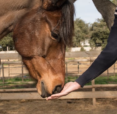 a person is holding a hand out to a horse