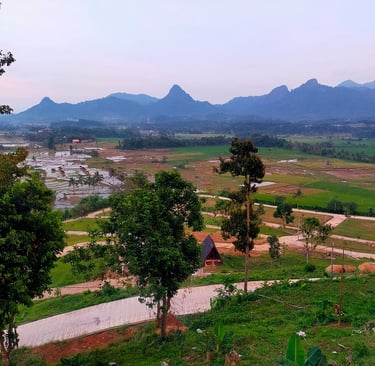 sawah produktif nuansa alam golden view