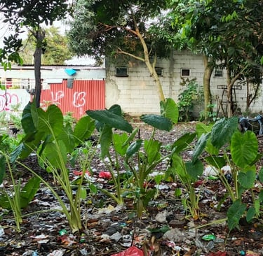 tanah biasa tanah kampung bukan kavling