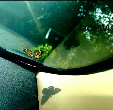 Orange butterfly resting on a car windshield, shadow cast on the dashboard— featured on Jade's Vision blog