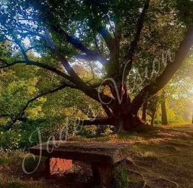Great grandfather tree at dust with red sunbeam shining through treetop onto stone beach with a red glow