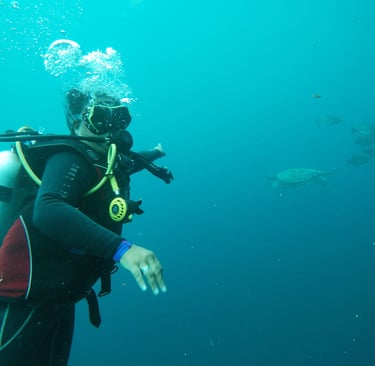 scubadivin girl greets the turtles