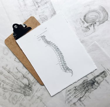 Columbia back chiropractor