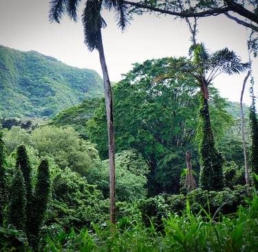 Forêt tropicale à Hawaii