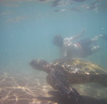 Nage avec une tortue de mer à Hawaii
