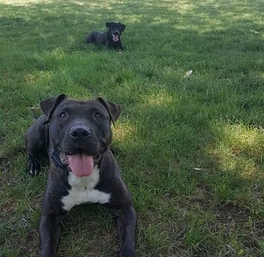 Labrador and pit bull lying calmly during obedience training in Tampa, FL