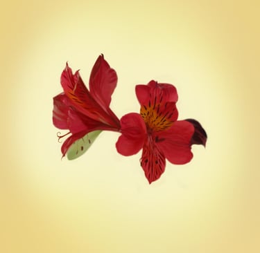 Patience Onosa'i