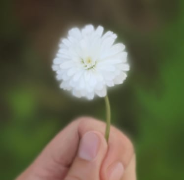 Aster Flower