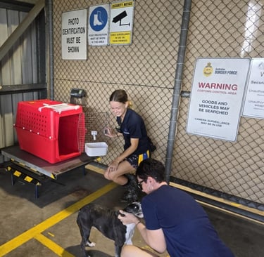 Yoki getting ready to go into the crate for her first flight.